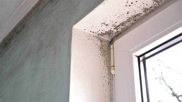 Best Residential Mold Inspection & Testing  in Iowa Falls, IA