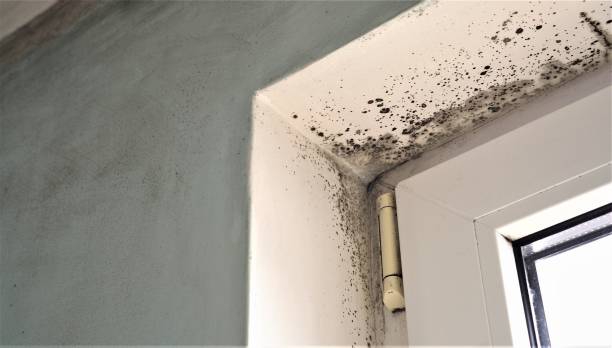 Mold Odor Removal Services in Iowa Falls, IA