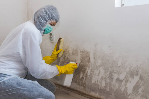 Best Real Estate Mold Inspection  in Iowa Falls, IA