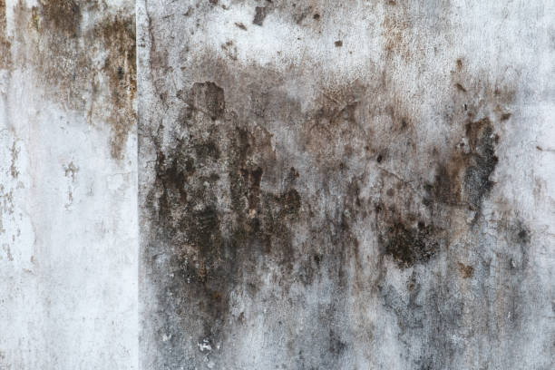Best Real Estate Mold Inspection  in Iowa Falls, IA
