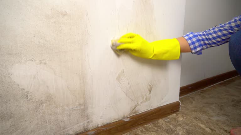 Best Forensic Mold Investigation  in Iowa Falls, IA
