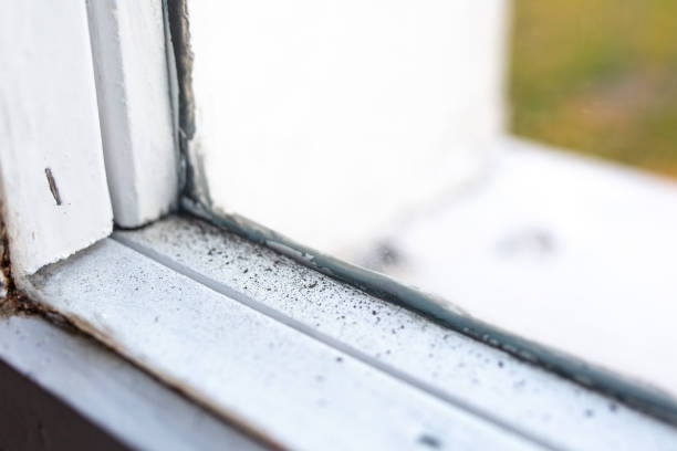 Best Mold Damage Restoration  in Iowa Falls, IA