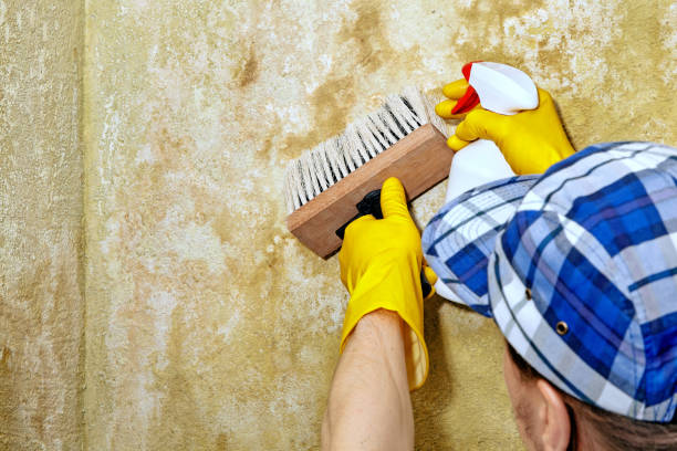 Best Air Quality Testing for Mold Spores  in Iowa Falls, IA