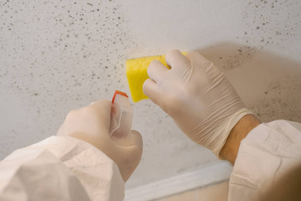 Best Mold Odor Removal Services  in Iowa Falls, IA