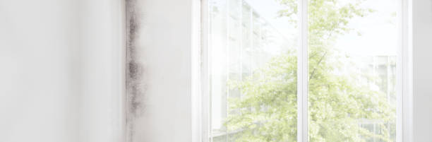 Best Asbestos and Lead Testing During Mold Inspection  in Iowa Falls, IA