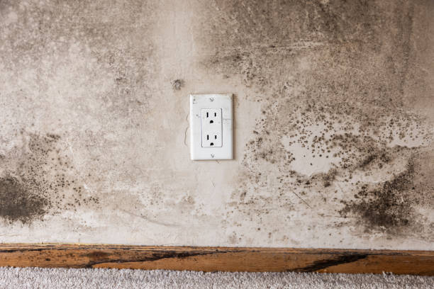 Best Indoor Air Quality Assessment  in Iowa Falls, IA