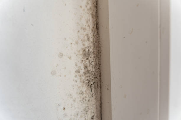 Best Comprehensive Air Testing for Mold Contaminants  in Iowa Falls, IA