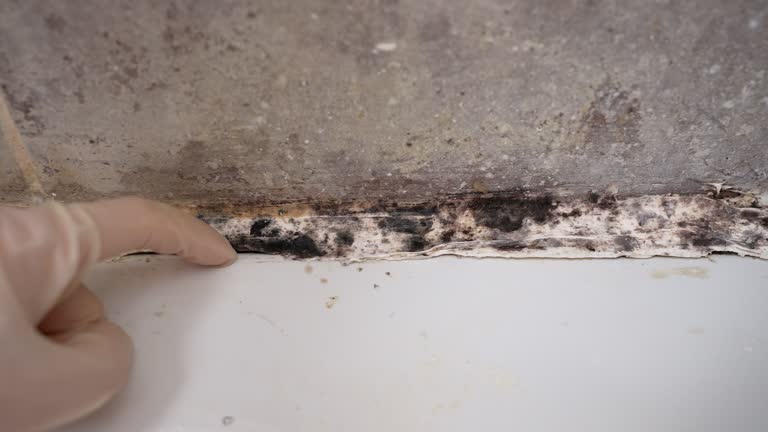 Best Emergency Mold Remediation  in Iowa Falls, IA