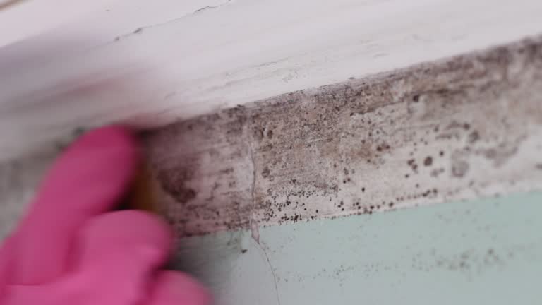 Best Post-Construction Mold Inspection  in Iowa Falls, IA